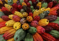 Mulheres querem espaço no cacau