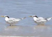 OMS confirma primeira morte humana no mundo pela gripe aviária H5N2