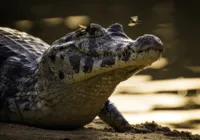 Pantanal em desespero