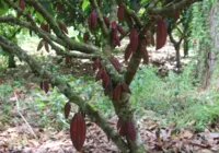 Planetário da Ufba terá sessão sobre produtores de cacau da Bahia