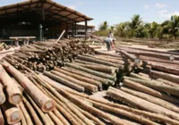 Plano Bahia Florestal articula ações para aumentar área cultivada