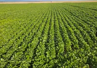 Plano na Bahia visa reduzir emissão de carbono na agropecuária imagem