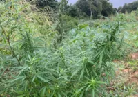 Plantação de mais de 8 mil pés de maconha é encontrada na Bahia imagem