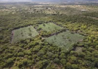 Não sobrou nem 40g: Polícia Federal erradica 61 mil pés de maconha