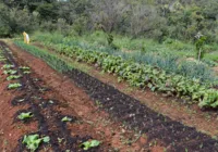 Políticas públicas para expansão da agrofloresta na Bahia geram debate