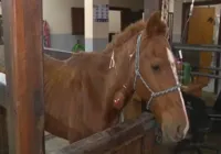 Propriedade de cavalo resgatado no RS é reivindicada 11 pessoas