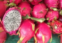 Raros sabores: Bahia cultiva frutas exóticas, e há nativas em profusão