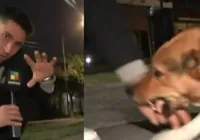 Repórter acaricia 'cachorro assassino' e é mordido ao vivo; vídeo