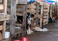 Rio Grande do Sul lança plano de ajuda a animais