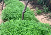 STF: Saiba a diferença entre as plantas macho e fêmea da maconha