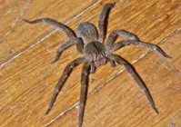 Saiba quais são as aranhas com picadas mais perigosas do mundo