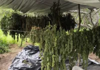 Saiba quantos cigarros de maconha podem ser feitos com 40 gramas