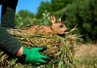'Salve o Bambi': Bélgica faz campanha para resgatar cervos filhotes
