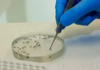 Saúde alerta para disseminação da Febre do Oropouche no país