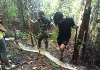 Segunda mulher é achada dentro de cobra píton na Indonésia em um mês