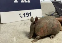 Tráfico de animais: polícia resgata tatu transportado em mochila