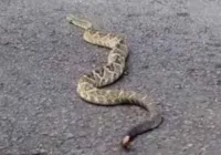 Vídeo: Cobra cascavel é flagrada passeando em Parque Nacional