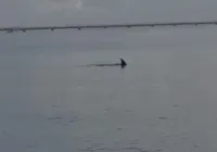 Vídeo: Golfinho de 3 metros encalha em praia de Salvador