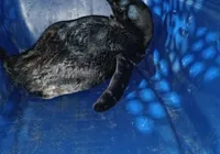 Vídeo: Pinguim é resgatado em praia de Itapuã