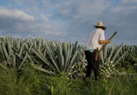 Wilson Andrade em nova briga: retomar lugar das fibras naturais