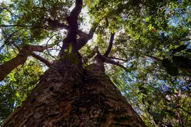 Biomas valem ouro - Imagem