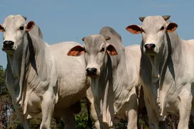 Brasil lança seu 1º aplicativo capaz de avaliar a fertilidade de bovinos - Imagem