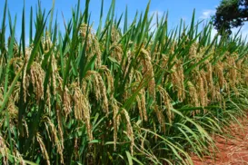 Embrapa Arroz e Feijão: Brasil no domínio da segurança genética - Imagem