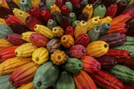 Caminho do cacau - Imagem