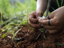 Agricultura familiar ganha destaque na Bahia Farm Show 2025 - Imagem