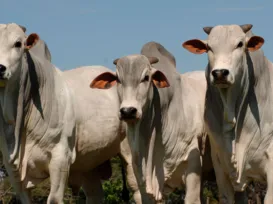 Brasil lança seu 1º aplicativo capaz de avaliar a fertilidade de bovinos - Imagem