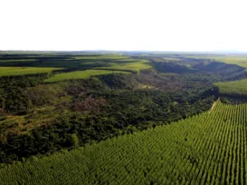 Cultivo de florestas  contribui para o combate às mudanças climáticas - Imagem