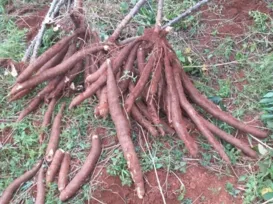 Linhas de pesquisa ajudam a elevar a produtividade do agronegócio - Imagem