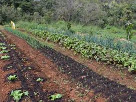 Políticas públicas para expansão da agrofloresta na Bahia geram debate - Imagem