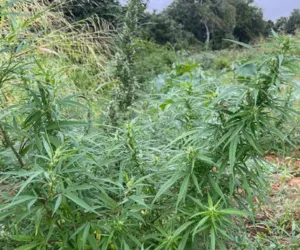 Plantação de mais de 8 mil pés de maconha é encontrada na Bahia imagem