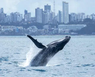 Abertura do turismo de avistamento de baleias-jubarte ocorre na quarta