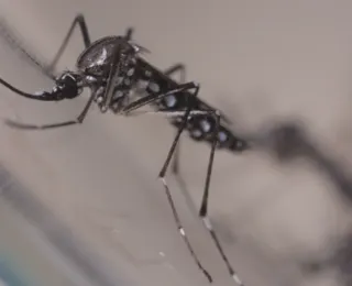 Bahia registra 85 mortes por dengue no início de junho