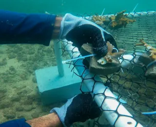 Berçários de plásticos geram alta de corais na Baía de Todos-os-Santos