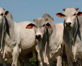 Brasil lança seu 1º aplicativo capaz de avaliar a fertilidade de bovinos