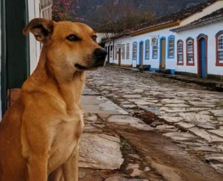 Cachorro caramelo ganhará filme na Netflix