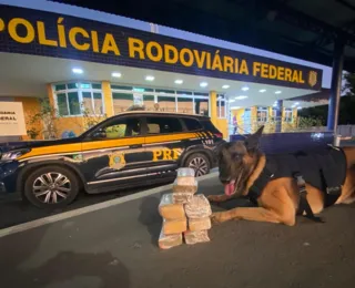 Cão farejador encontra carga com 4,5 kg de maconha em ônibus; Vídeo