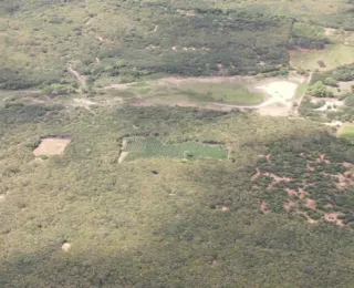 Cerca de 20 mil de pés de maconha são erradicados em cidade na BA