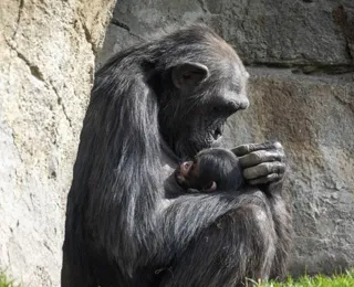 Chimpanzé se recusa a soltar corpo de filhote morto há três meses