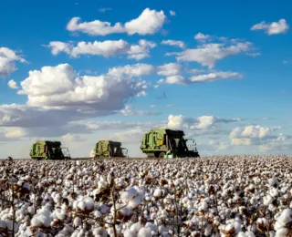 Congresso incentiva algodão brasileiro