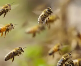 Criação de abelha em lavoura de soja eleva produtividade do grão