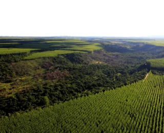 Cultivo de florestas  contribui para o combate às mudanças climáticas
