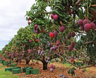 Doce Bahia: Estado é potência nacional na fruticultura