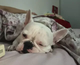 Dormir com o cão na cama é bom mas pode afetar o animal