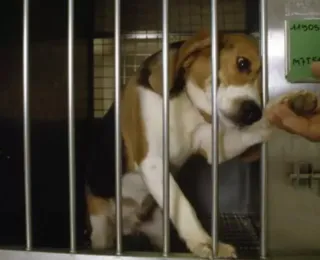 Empresa é condenada a pagar R$ 100 milhões por usar cães para testes