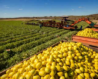 Evolução  à vista: Pesquisas norteiam avanços da fruticultura baiana