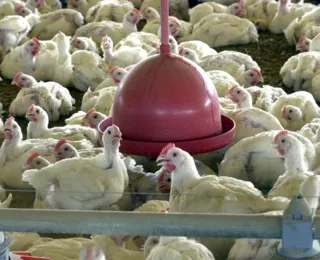 Doença de Newcastle: governo Lula suspende exportação de frangos